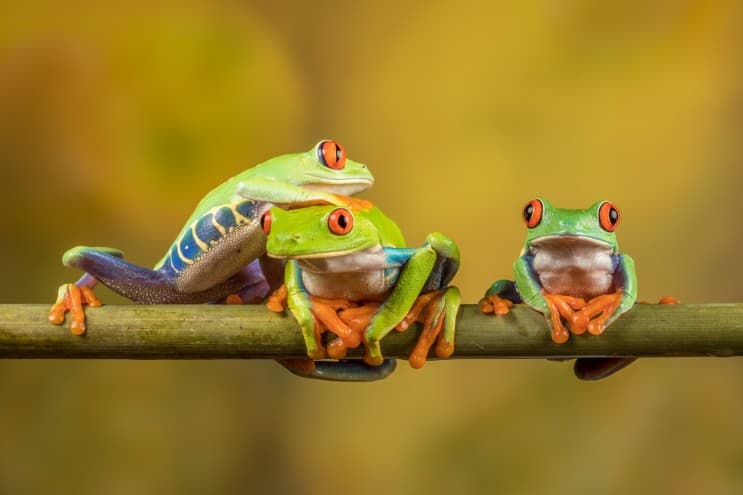 กุญแจแห่งความสำเร็จ "Eat that frog" กินกบตัวนั้นซะ! - ภาพประกอบที่ 1